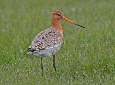 Black-tailed Godwit