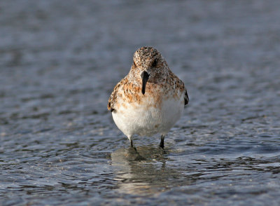 Sanderling