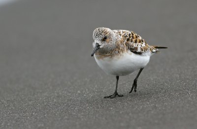 Sanderling