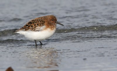 Sanderling
