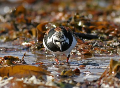 Turnstone