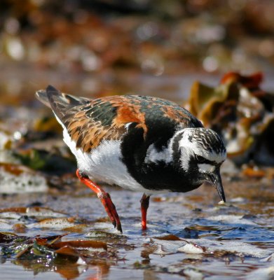 Turnstone