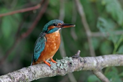 Kingfisher