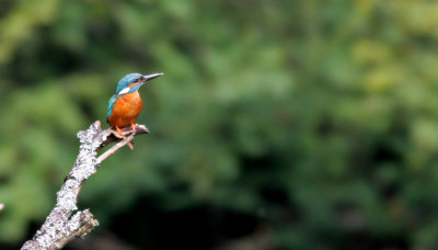 Kingfisher