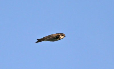 Sand Martin