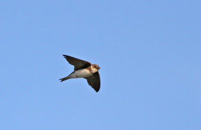 Sand Martin