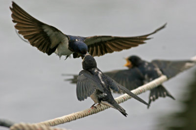 Barn Swallow