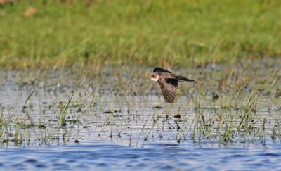 Sand Martin