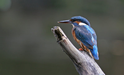 Kingfisher