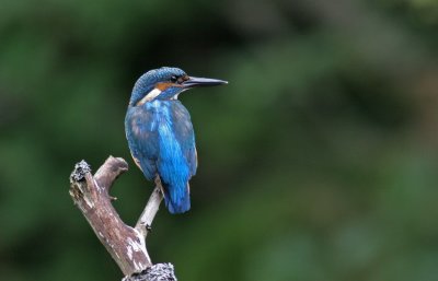 Kingfisher