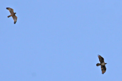 Bonelli's Eagle