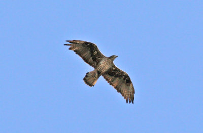 Bonelli's Eagle