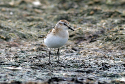 Little Stint