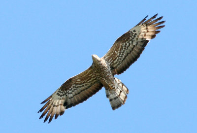 Honey Buzzard