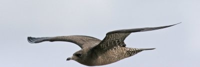 Long-tailed Skua