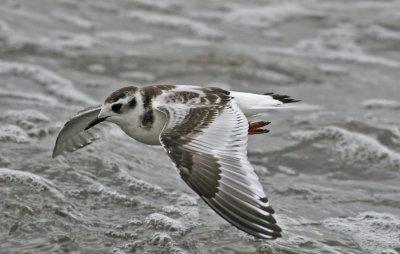 Little Gull