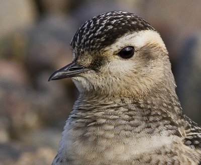 Dotterel