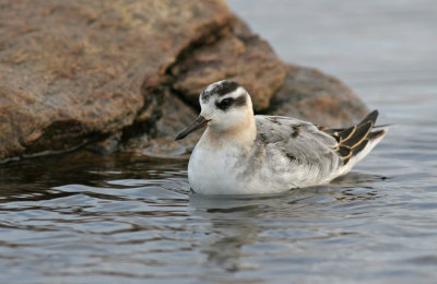 Grey Phalarope