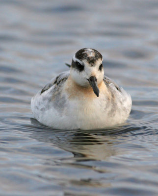 Grey Phalarope