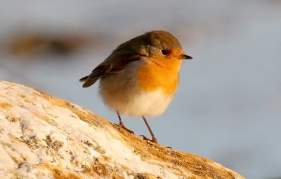 Robin