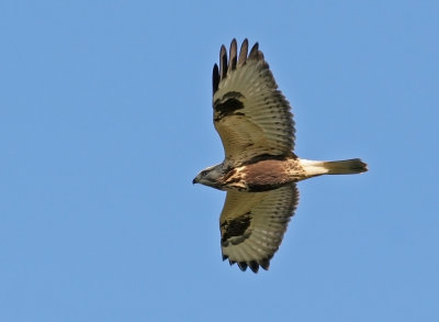 Rough-legged Buzzard