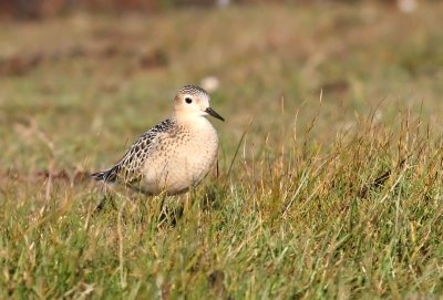 Buff-breasted Sandpiper