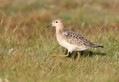 Buff-breasted Sandpiper