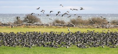 Barnacle Goose