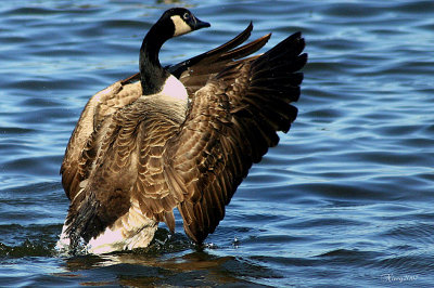 Renewal of Life~The Canadian Goose Gallery