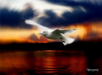 Majestic Flight of the Gull Gallery