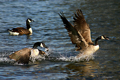Flight of the Canadian Geese
