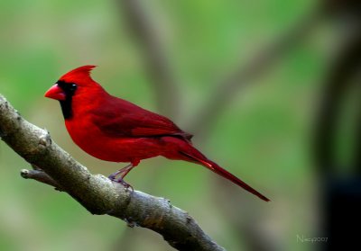Cardinal~Male