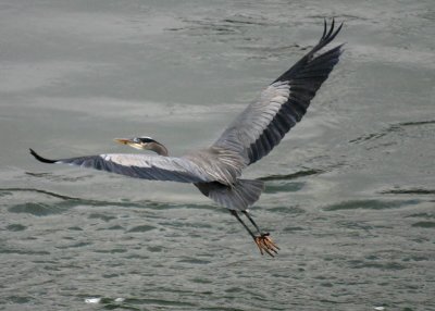 Flight of the Great Blue Heron