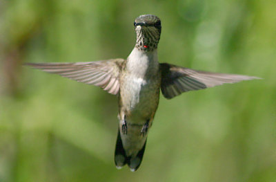 Southern Hummers Gallery