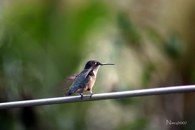 Southern Hummers Gallery