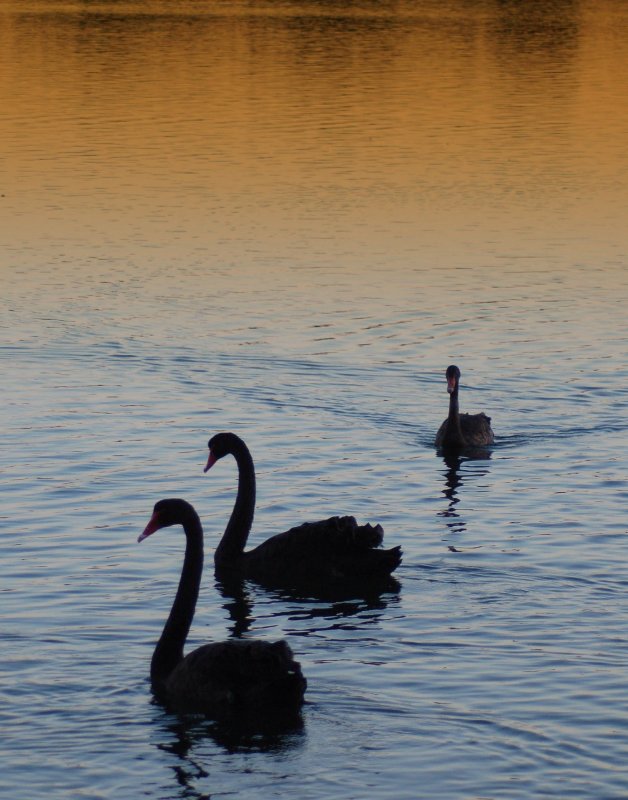 Lake Monger dawn