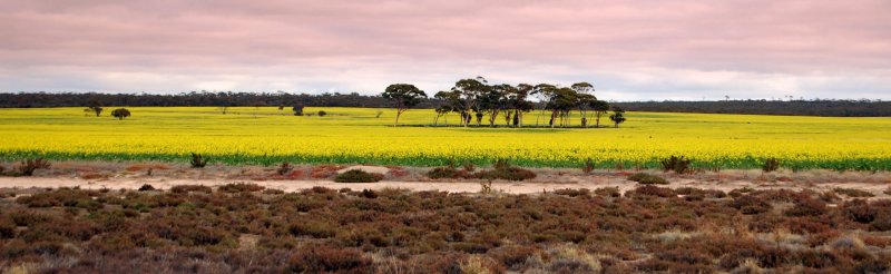 Wheatbelt colour