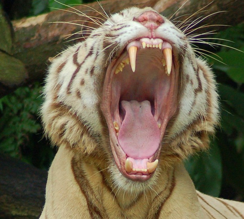 Open wide