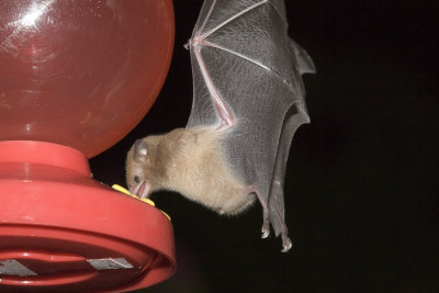 IMG_0758.jpg Mexican Long-tongued Bat