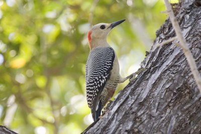IMG_0976.jpg Yucatan Woodpecker