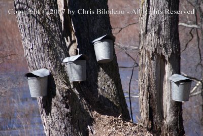 Maine Sap Buckets