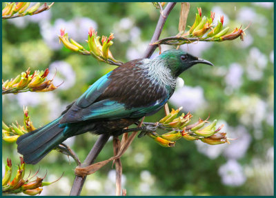 Tui on flax, Img_7634 1280.jpg
