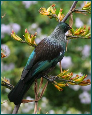 Tui on flax, Img_7636 1024h.jpg
