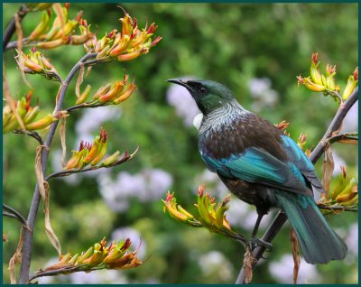 Tui on flax, Img_7649 1024w.jpg