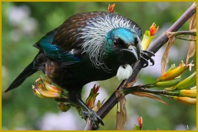 Tui on flax, Img_7653 1280w.jpg