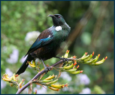 Tui on flax, Img_7654 1024h tongue.jpg