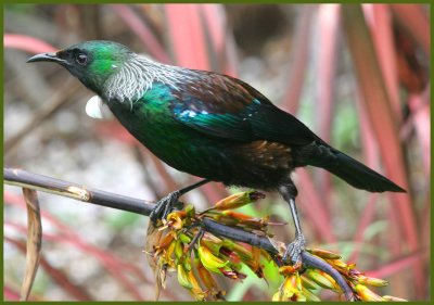 Tui on flax, Img_7667 1280w.jpg