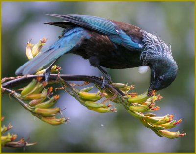 Tui on flax, Img_7676 1280w.jpg