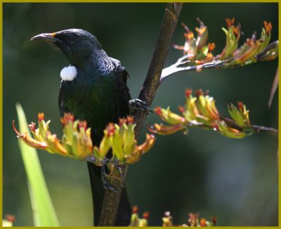 Tui on flax, Img_7682 proc 1024h.jpg
