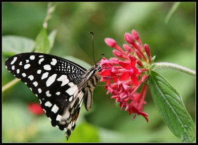 Butterfly1 IMG_6701.jpg